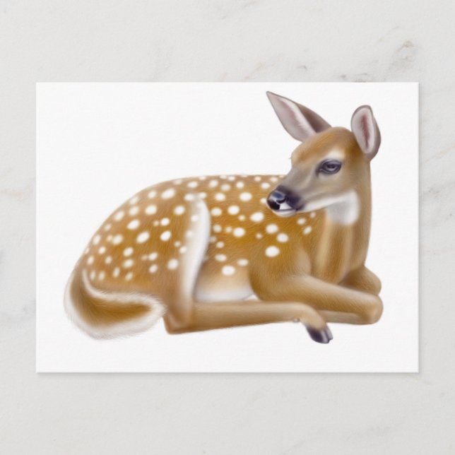 White Tailed Deer Fawn Postcard (Front)