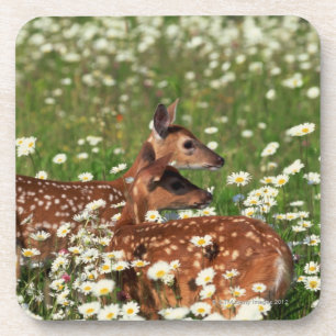 White-tailed deer fawns coaster