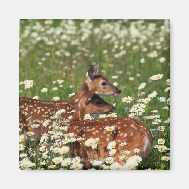 White-tailed deer fawns magnet (Front)