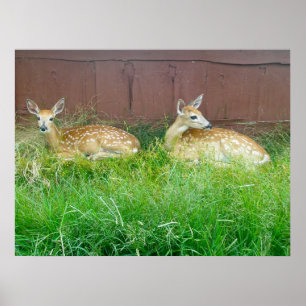 White-Tailed Deer Fawns Poster