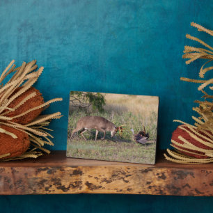 White-tailed Deer Fighting Wild Turkey Plaque