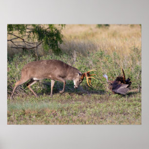 White-tailed Deer Fighting Wild Turkey Poster
