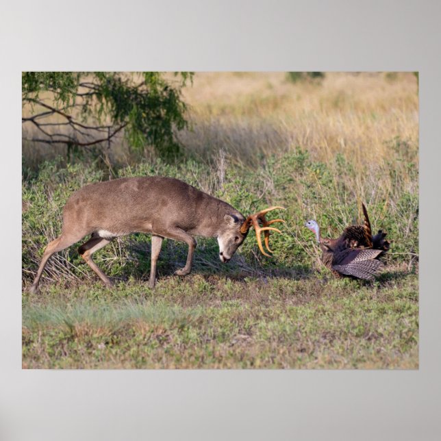 White-tailed Deer Fighting Wild Turkey Poster (Front)