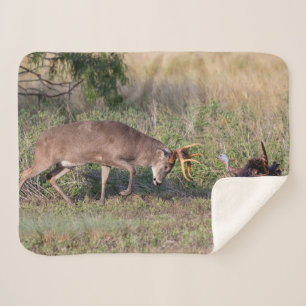 White-tailed Deer Fighting Wild Turkey Sherpa Blanket