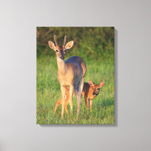 White-tailed Deer Grassy Habitat Canvas Print