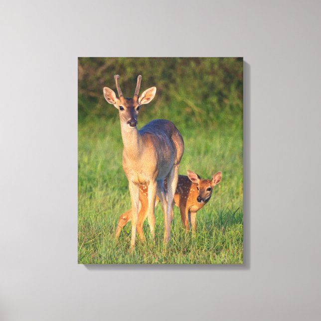 White-tailed Deer | Grassy Habitat Canvas Print (Front)