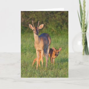 White-tailed Deer   Grassy Habitat Card