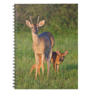 White-tailed Deer Grassy Habitat Notebook