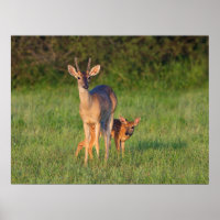 White-tailed Deer | Grassy Habitat