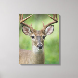 White-tailed Deer Hill Country, Texas Canvas Print