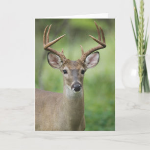 White-tailed Deer   Hill Country, Texas Card