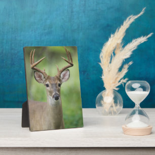 White-tailed Deer Hill Country, Texas Plaque