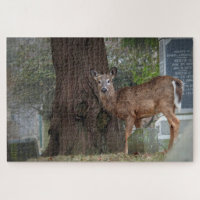 White tailed Deer in Cemetery