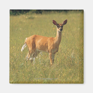 White tailed deer in Glacier National Park , Magnet
