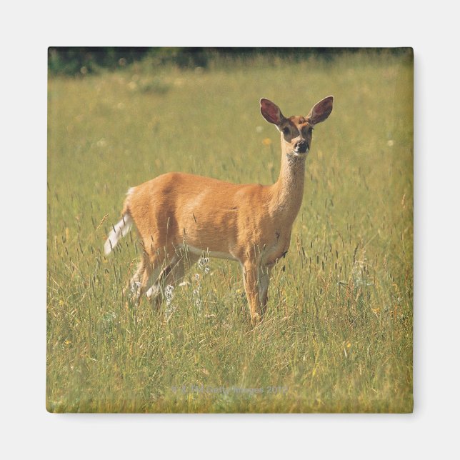 White tailed deer in Glacier National Park , Magnet (Front)