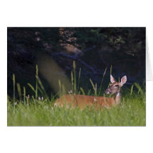 White-tailed Deer in Morning Light