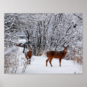 White-tailed deer in Winter Snow Value Poster