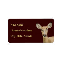 White Tailed Deer