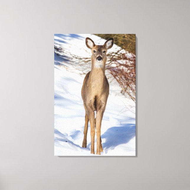 White-tailed Deer Looking At You (Close Up) Canvas Print (Front)