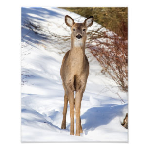 White-tailed Deer Looking At You (Close Up) Photo Print
