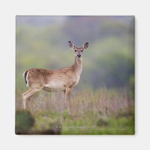 White-Tailed Deer Magnet