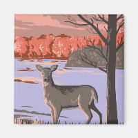 White Tailed Deer