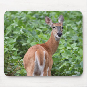 White-Tailed Deer Mouse Mat