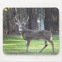White tailed deer mouse pad