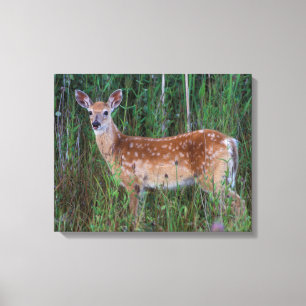 White-tailed Deer   National Bison Range Montana Canvas Print