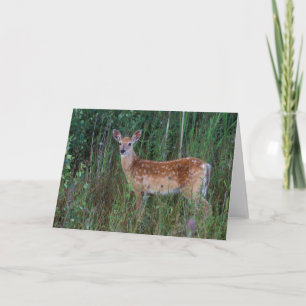 White-tailed Deer   National Bison Range Montana Card