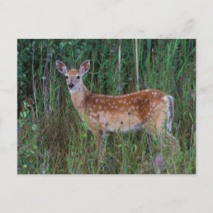 White-tailed Deer   National Bison Range Montana Postcard