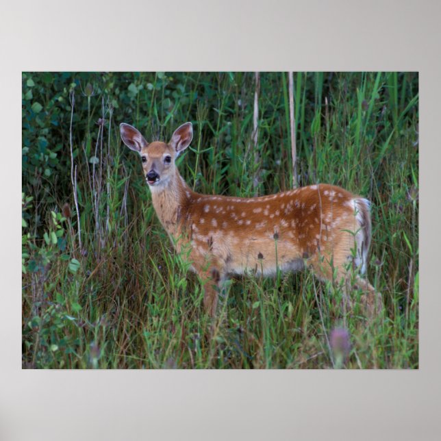 White-tailed Deer | National Bison Range Montana Poster (Front)