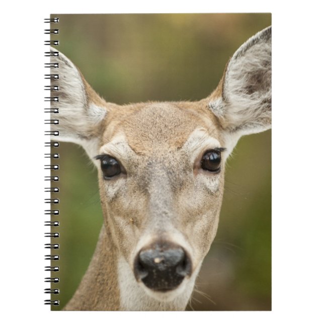 White Tailed Deer Notebook (Front)