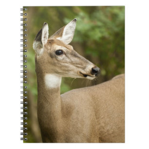 White Tailed Deer Notebook