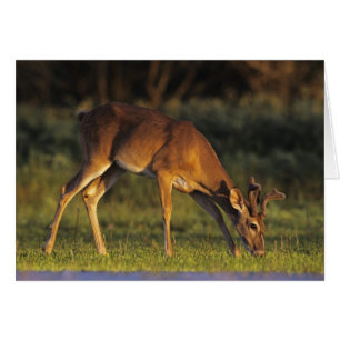White-tailed Deer, Odocoileus virginianus