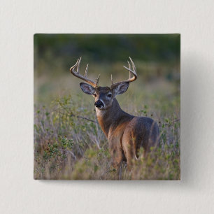 white-tailed deer Odocoileus virginianus 15 Cm Square Badge