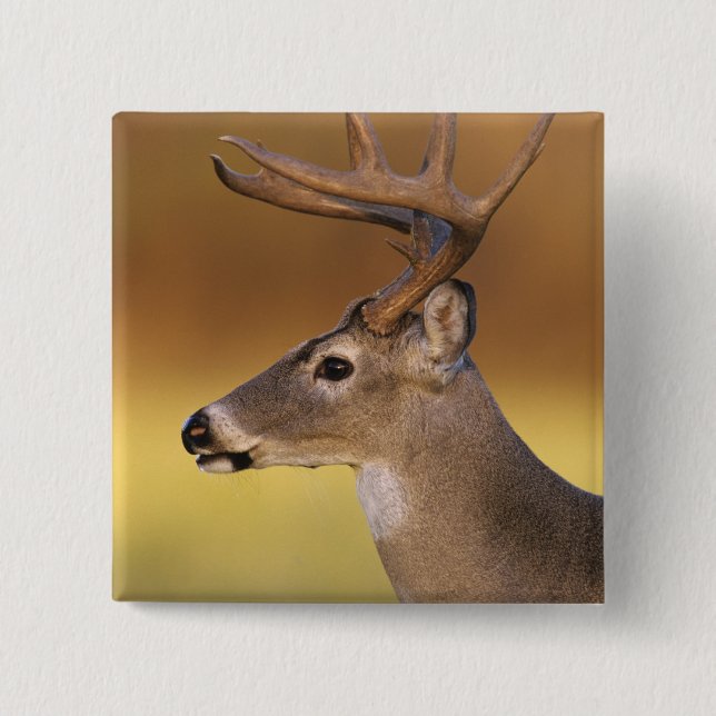 White-tailed Deer, Odocoileus virginianus, 15 Cm Square Badge (Front)
