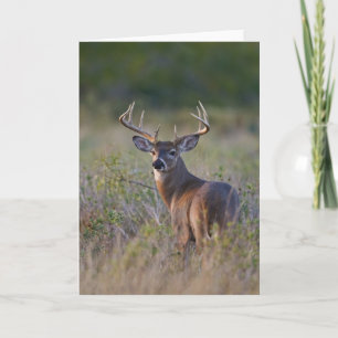 white-tailed deer Odocoileus virginianus) 2 Card