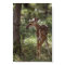 White-tailed Deer, Odocoileus virginianus, 2