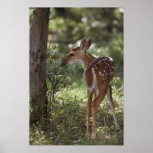 White-tailed Deer, Odocoileus virginianus, 2 Poster
