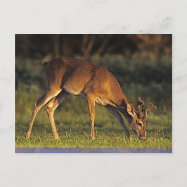 White-tailed Deer, Odocoileus virginianus, 4 Postcard (Front)