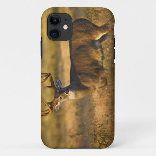 White-tailed Deer (Odocoileus virginianus) adult iPhone 11 Case
