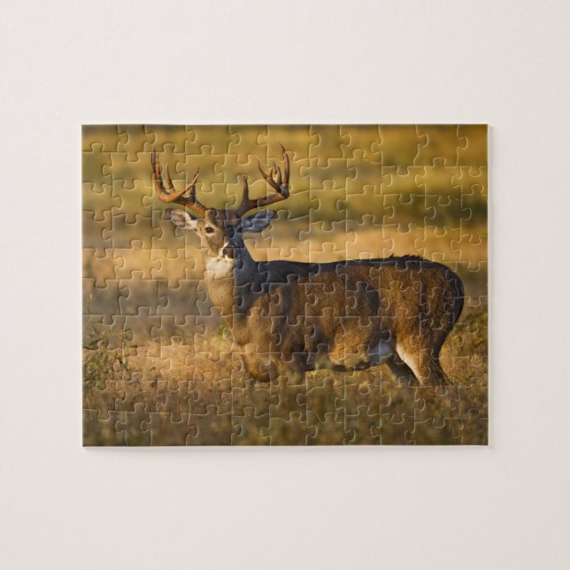 White-tailed Deer (Odocoileus virginianus) adult Jigsaw Puzzle (Horizontal)