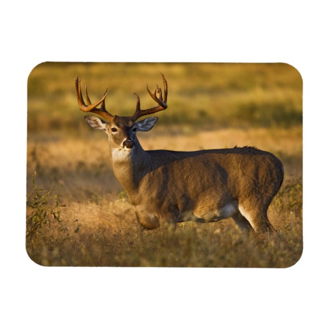White-tailed Deer (Odocoileus virginianus) adult Magnet (Horizontal)