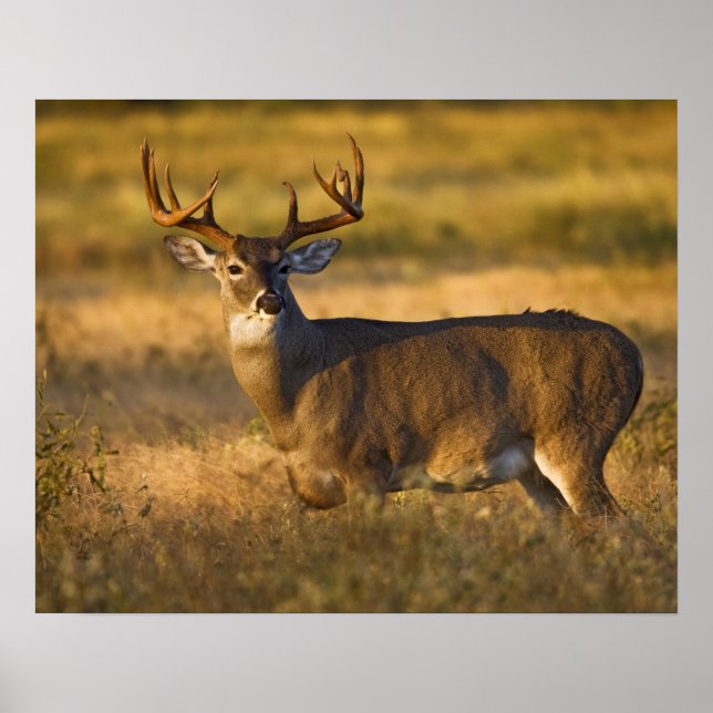 White-tailed Deer (Odocoileus virginianus) adult Poster (Front)