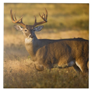 White-tailed Deer (Odocoileus virginianus) adult Tile