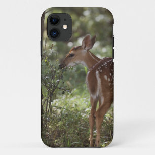 White-tailed Deer, Odocoileus virginianus iPhone 11 Case