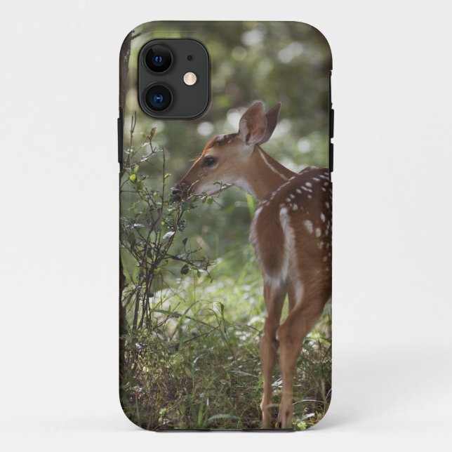 White-tailed Deer, Odocoileus virginianus Case-Mate iPhone Case (Back)