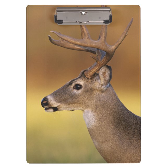 White-tailed Deer, Odocoileus virginianus, Clipboard (Front)