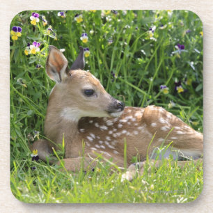 White-tailed deer (Odocoileus virginianus) Coaster